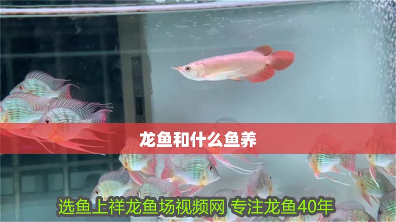 龍魚和什么魚養 龍魚百科 龍魚和什么魚養 龍魚和什么魚養 龍魚百科