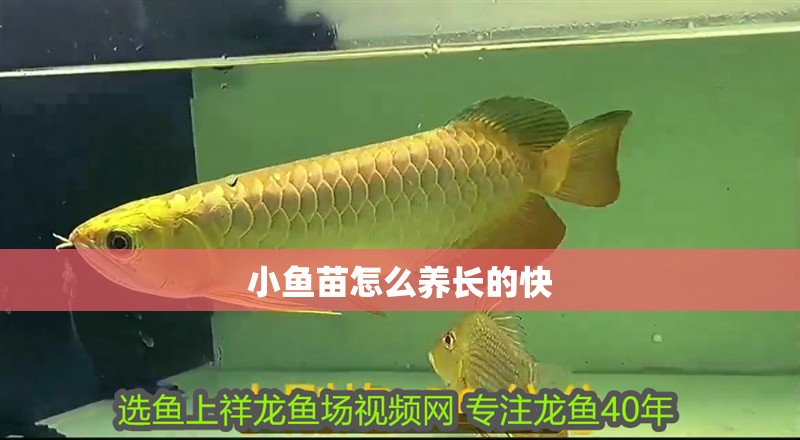 小魚苗怎么養長的快 小魚苗怎么養長的快 銀龍魚百科