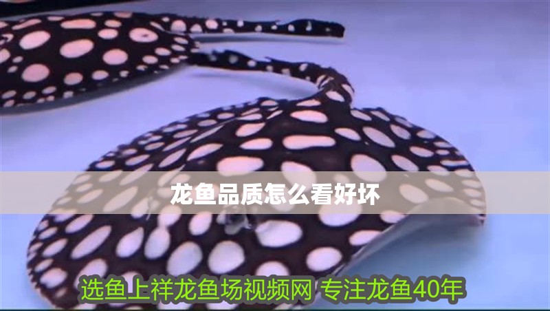 龍魚品質怎么看好壞