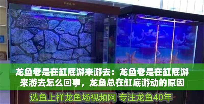 龍魚老是在缸底游來游去：龍魚老是在缸底游來游去怎么回事，龍魚總在缸底游動(dòng)的原因 龍魚老是在缸底游來游去：龍魚老是在缸底游來游去怎么回事，龍魚總在缸底游動(dòng)的原因 水族問答