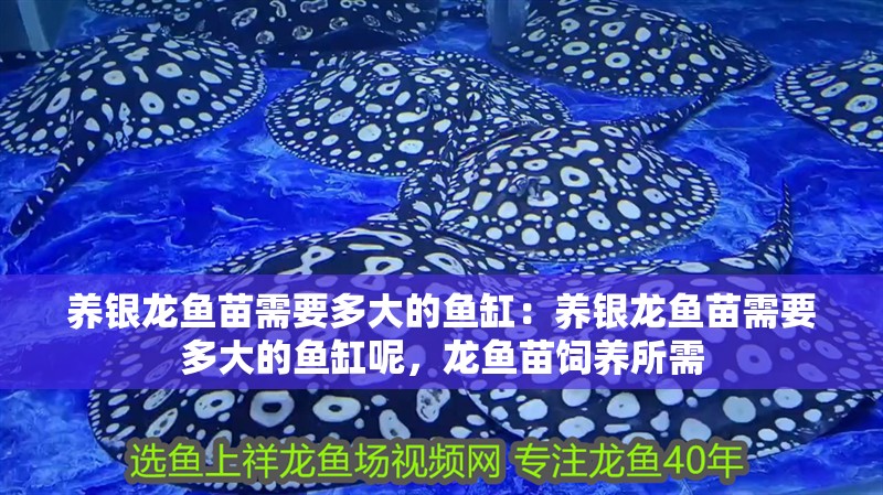 養(yǎng)銀龍魚(yú)苗需要多大的魚(yú)缸：養(yǎng)銀龍魚(yú)苗需要多大的魚(yú)缸呢，龍魚(yú)苗飼養(yǎng)所需 養(yǎng)銀龍魚(yú)苗需要多大的魚(yú)缸：養(yǎng)銀龍魚(yú)苗需要多大的魚(yú)缸呢，龍魚(yú)苗飼養(yǎng)所需 水族問(wèn)答