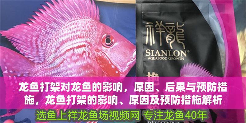 龍魚打架對龍魚的影響，原因、后果與預(yù)防措施，龍魚打架的影響、原因及預(yù)防措施解析