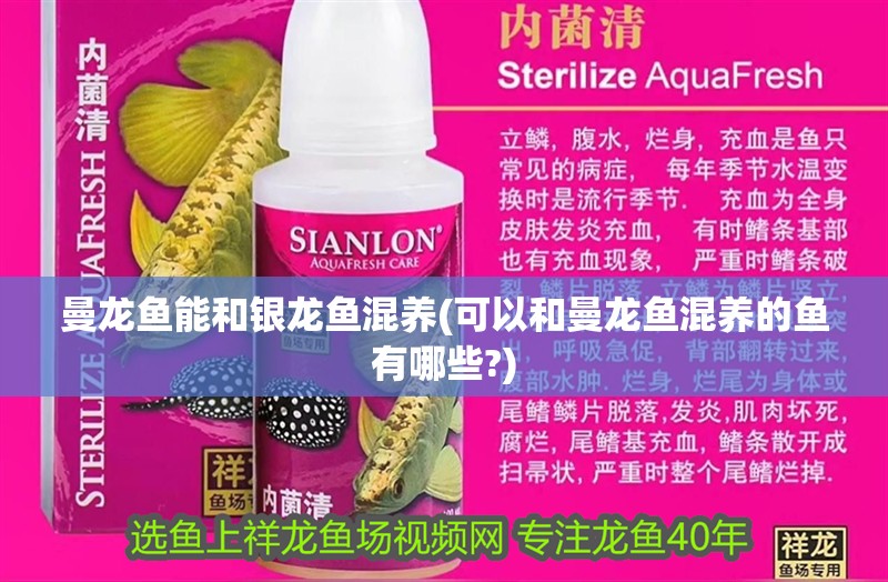 曼龍魚能和銀龍魚混養(可以和曼龍魚混養的魚有哪些?)