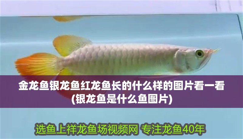 金龍魚(yú)銀龍魚(yú)紅龍魚(yú)長(zhǎng)的什么樣的圖片看一看(銀龍魚(yú)是什么魚(yú)圖片)