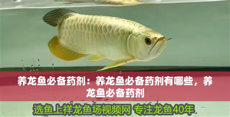 養(yǎng)龍魚(yú)必備藥劑：養(yǎng)龍魚(yú)必備藥劑有哪些，養(yǎng)龍魚(yú)必備藥劑