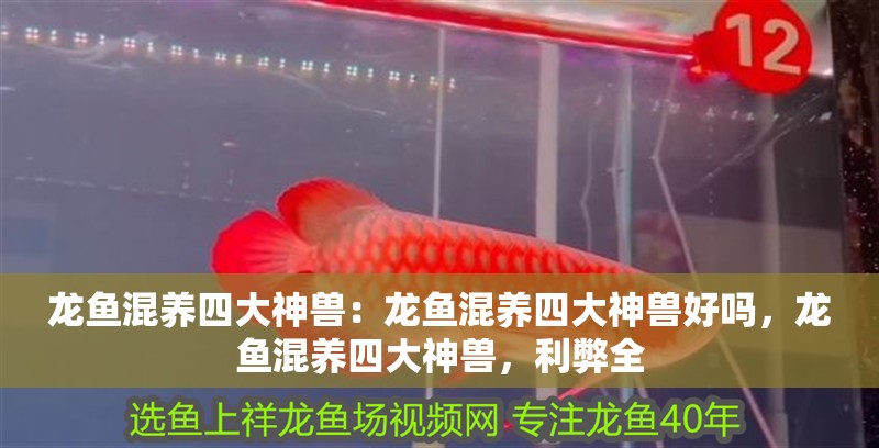 龍魚混養四大神獸：龍魚混養四大神獸好嗎，龍魚混養四大神獸，利弊全