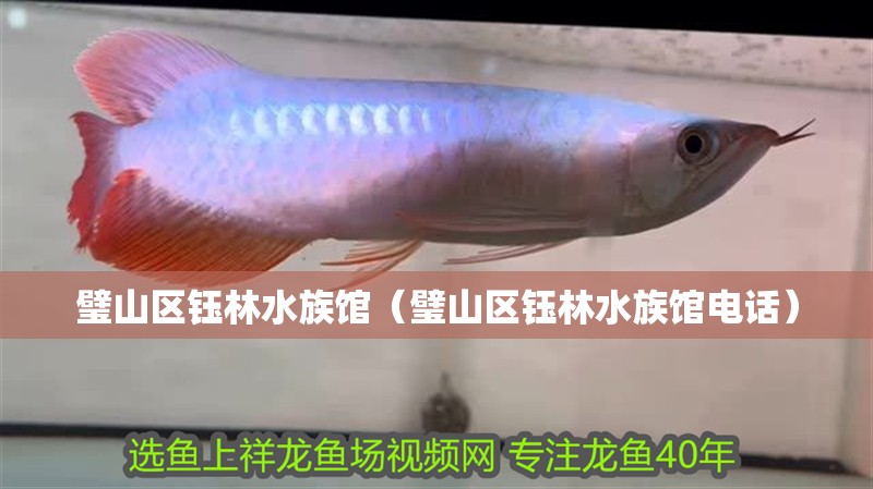 璧山區鈺林水族館（璧山區鈺林水族館電話） 璧山區鈺林水族館（璧山區鈺林水族館電話） 全國水族館企業名錄 第2張