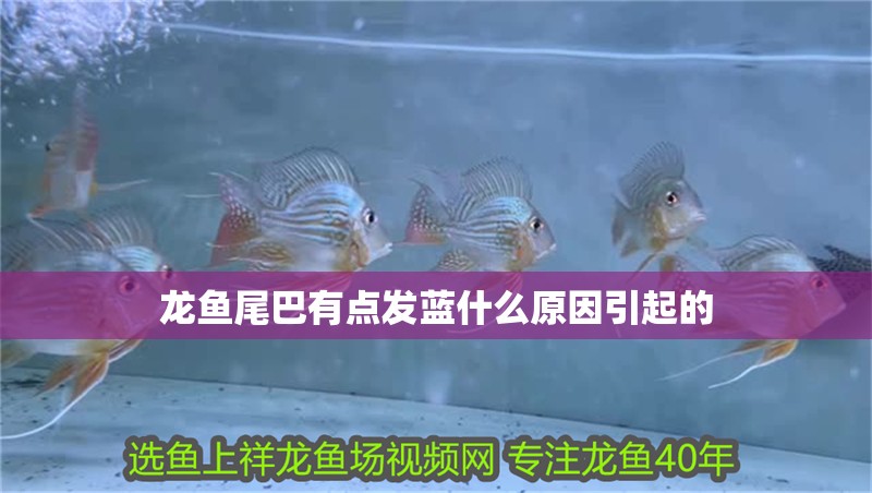 龍魚尾巴有點發藍什么原因引起的