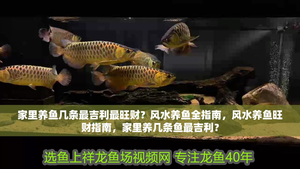 家里養(yǎng)魚幾條最吉利最旺財(cái)？風(fēng)水養(yǎng)魚全指南，風(fēng)水養(yǎng)魚旺財(cái)指南，家里養(yǎng)幾條魚最吉利？