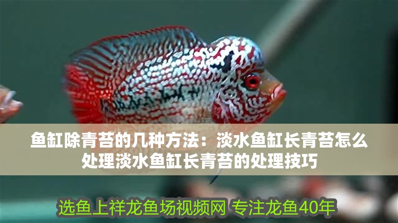魚(yú)缸除青苔的幾種方法：淡水魚(yú)缸長(zhǎng)青苔怎么處理淡水魚(yú)缸長(zhǎng)青苔的處理技巧