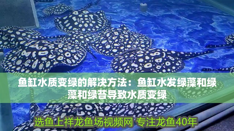 魚缸水質變綠的解決方法：魚缸水發綠藻和綠藻和綠苔導致水質變綠