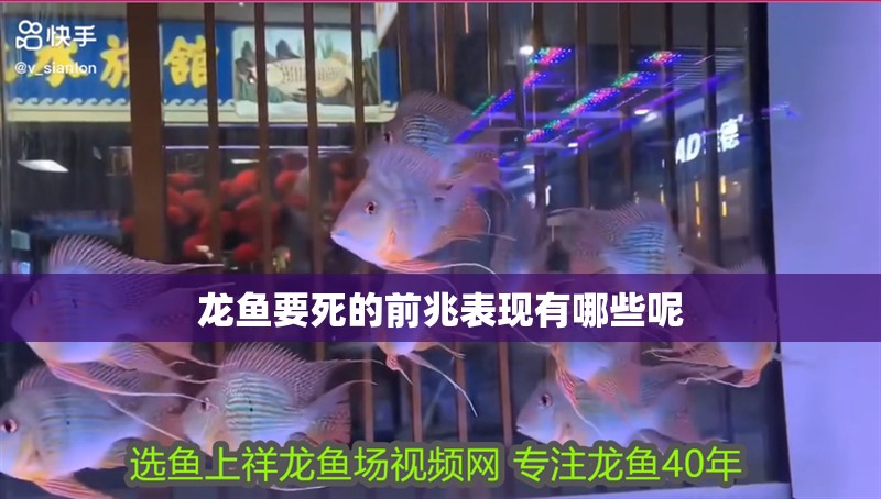 龍魚要死的前兆表現有哪些呢 龍魚要死的前兆表現有哪些呢 龍魚百科