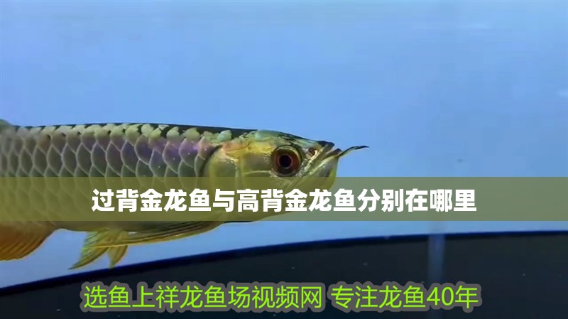 過背金龍魚與高背金龍魚分別在哪里