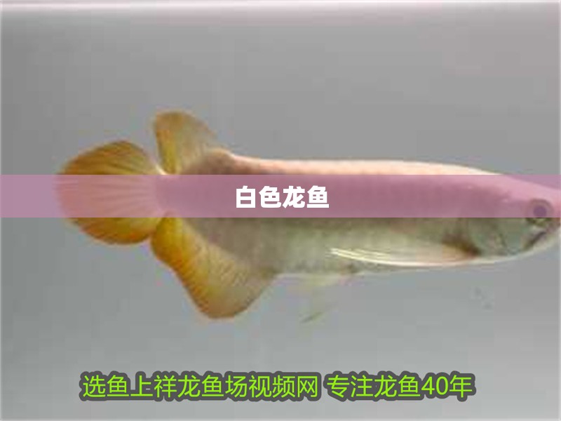 白色龍魚