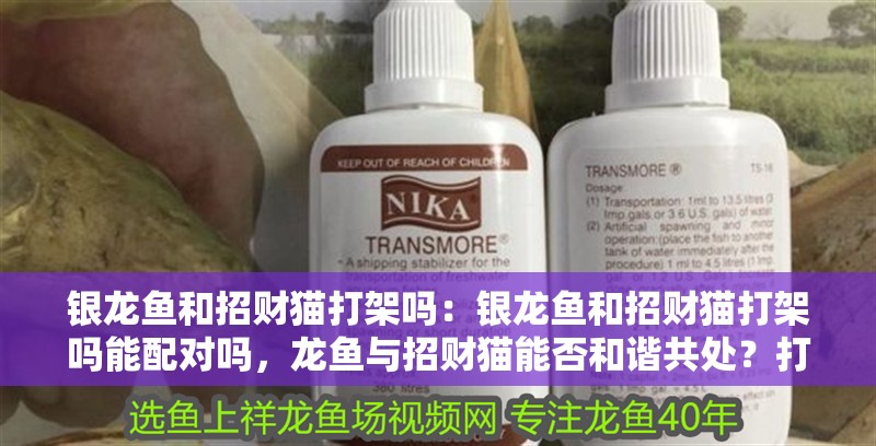 銀龍魚和招財(cái)貓打架嗎：銀龍魚和招財(cái)貓打架嗎能配對嗎，龍魚與招財(cái)貓能否和諧共處？打架風(fēng)險(xiǎn)及