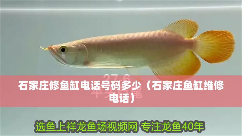 石家莊修魚缸電話號碼多少（石家莊魚缸維修電話） 石家莊修魚缸電話號碼多少（石家莊魚缸維修電話） 金龍魚百科 第1張