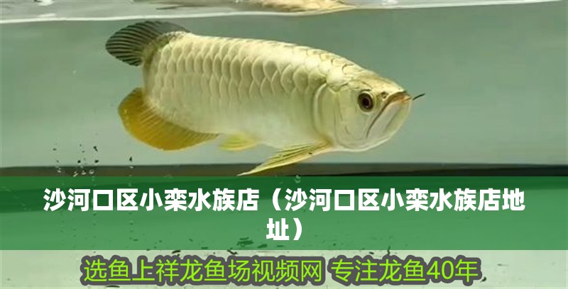 沙河口區小欒水族店（沙河口區小欒水族店地址）
