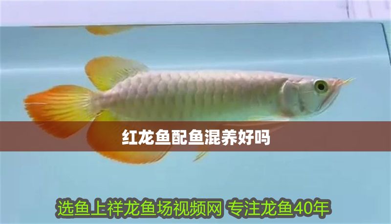 紅龍魚配魚混養好嗎