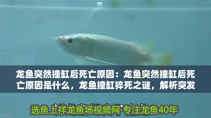 龍魚突然撞缸后死亡原因：龍魚突然撞缸后死亡原因是什么，龍魚撞缸猝死之謎，解析突發性死亡背后的真正