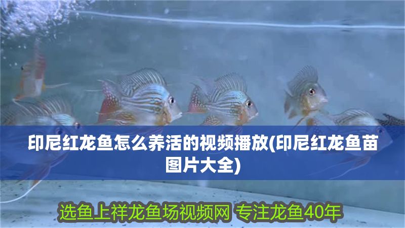 印尼紅龍魚(yú)怎么養(yǎng)活的視頻播放(印尼紅龍魚(yú)苗圖片大全)