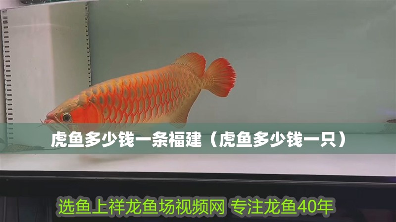 虎魚多少錢一條<strong><mark>福建</mark></strong>（虎魚多少錢一只）