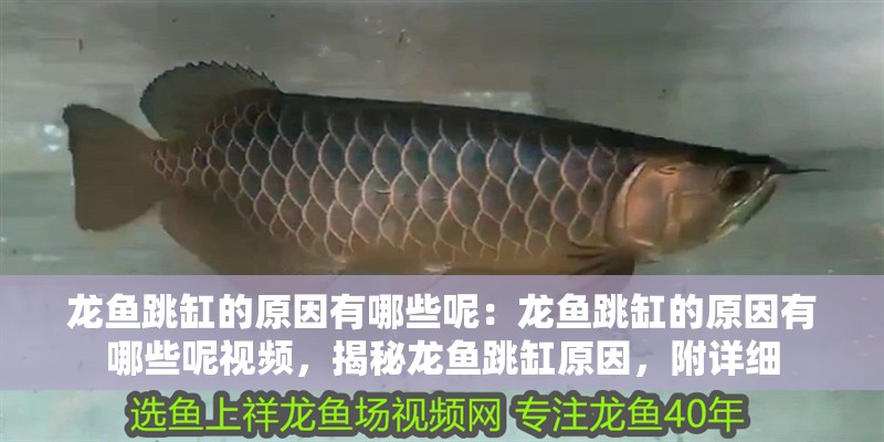 龍魚(yú)跳缸的原因有哪些呢：龍魚(yú)跳缸的原因有哪些呢視頻，揭秘龍魚(yú)跳缸原因，附詳細(xì)