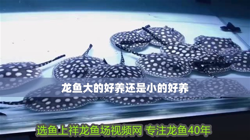龍魚大的好養(yǎng)還是小的好養(yǎng)