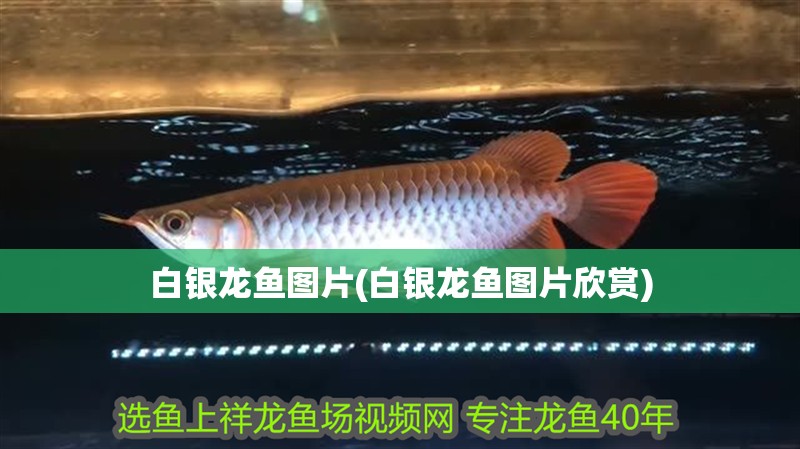白銀龍魚圖片(白銀龍魚圖片欣賞)