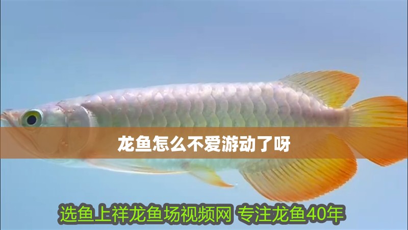 龍魚怎么不愛游動(dòng)了呀 龍魚百科 龍魚怎么不愛游動(dòng)了呀 龍魚怎么不愛游動(dòng)了呀 龍魚百科