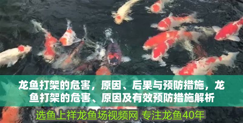 龍魚打架的危害，原因、后果與預防措施，龍魚打架的危害、原因及有效預防措施解析