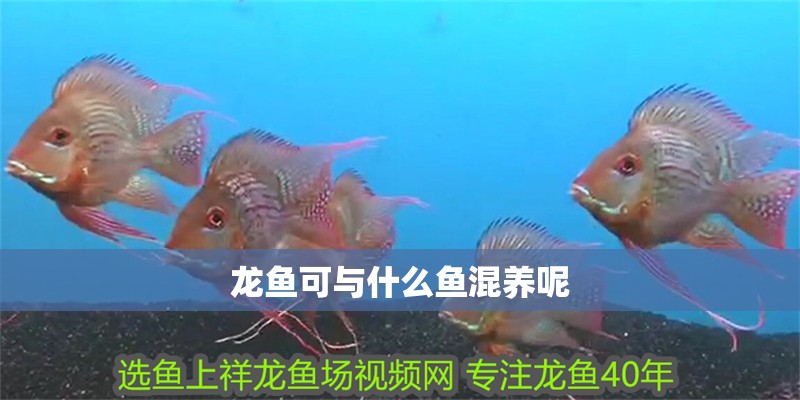 龍魚可與什么魚混養呢