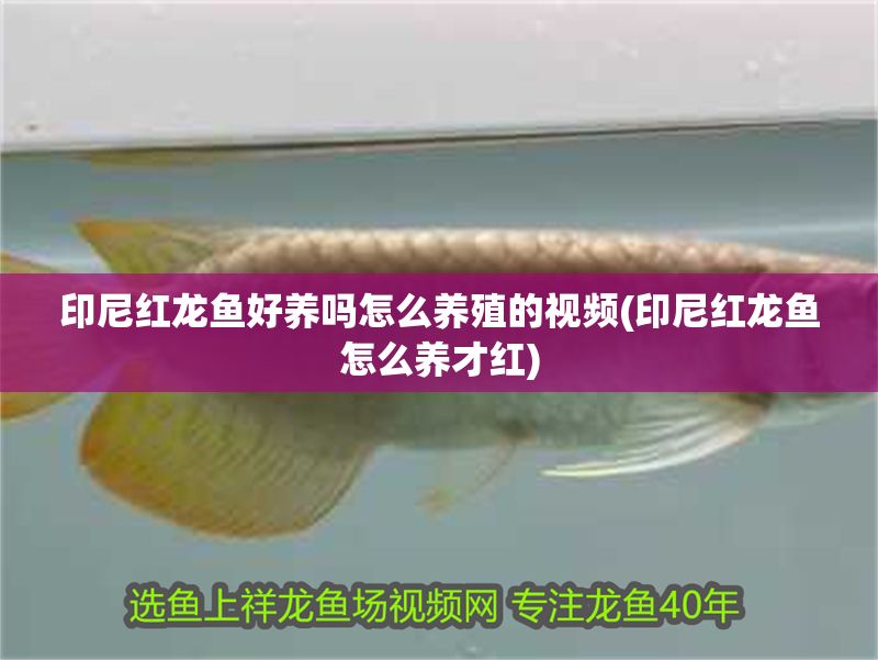 印尼紅龍魚(yú)好養(yǎng)嗎怎么養(yǎng)殖的視頻(印尼紅龍魚(yú)怎么養(yǎng)才紅)