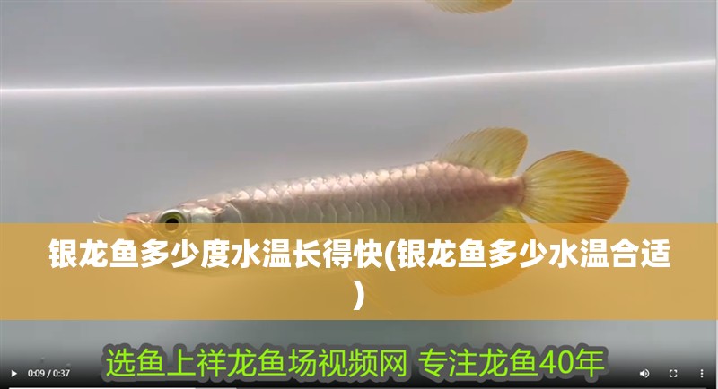 銀龍魚多少度水溫長得快(銀龍魚多少水溫合適)