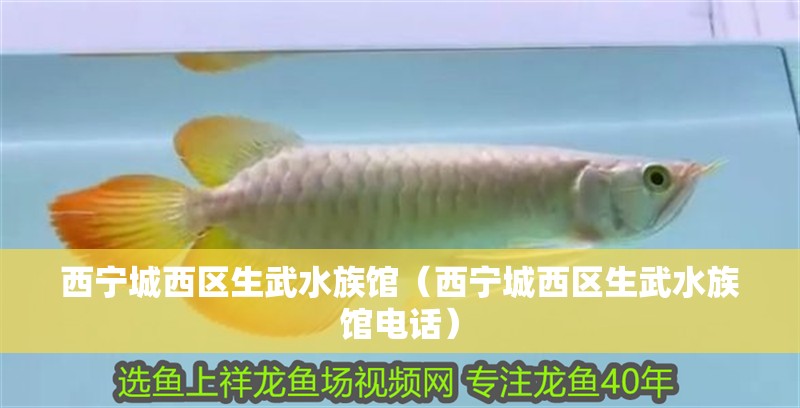 西寧城西區(qū)生武水族館（西寧城西區(qū)生武水族館電話） 西寧城西區(qū)生武水族館（西寧城西區(qū)生武水族館電話） 全國(guó)水族館企業(yè)名錄 第2張