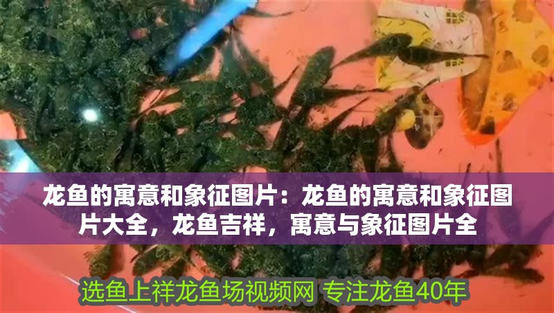 龍魚的寓意和象征圖片：龍魚的寓意和象征圖片大全，龍魚吉祥，寓意與象征圖片全 龍魚的寓意和象征圖片：龍魚的寓意和象征圖片大全，龍魚吉祥，寓意與象征圖片全 水族問答