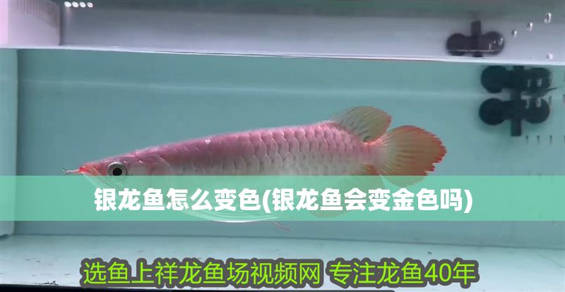 銀龍魚怎么變色(銀龍魚會變金色嗎)