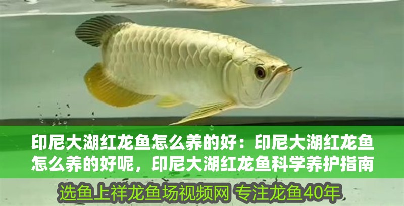 印尼大湖紅龍魚怎么養的好：印尼大湖紅龍魚怎么養的好呢，印尼大湖紅龍魚科學養護指南