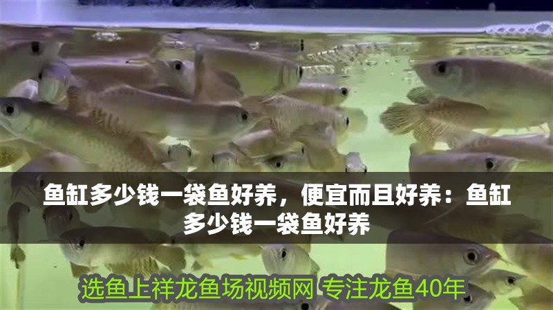 魚缸多少錢一袋魚好養，便宜而且好養：魚缸多少錢一袋魚好養