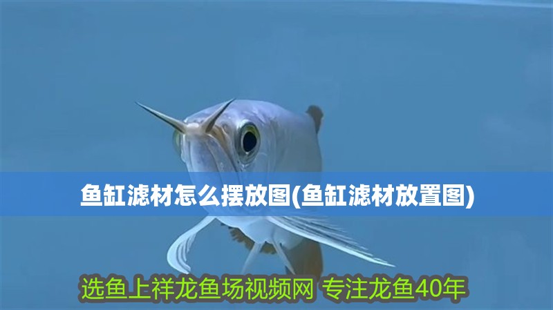 魚缸濾材怎么擺放圖(魚缸濾材放置圖) 魚缸濾材怎么擺放圖(魚缸濾材放置圖) 銀龍魚百科