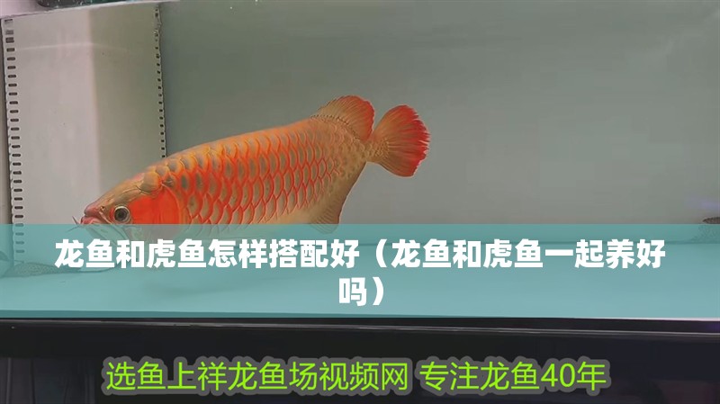 龍魚和虎魚怎樣搭配好（龍魚和虎魚一起養好嗎）
