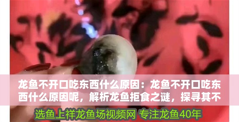 龍魚不開口吃東西什么原因：龍魚不開口吃東西什么原因呢，解析龍魚拒食之謎，探尋其不開口進(jìn)食的原因
