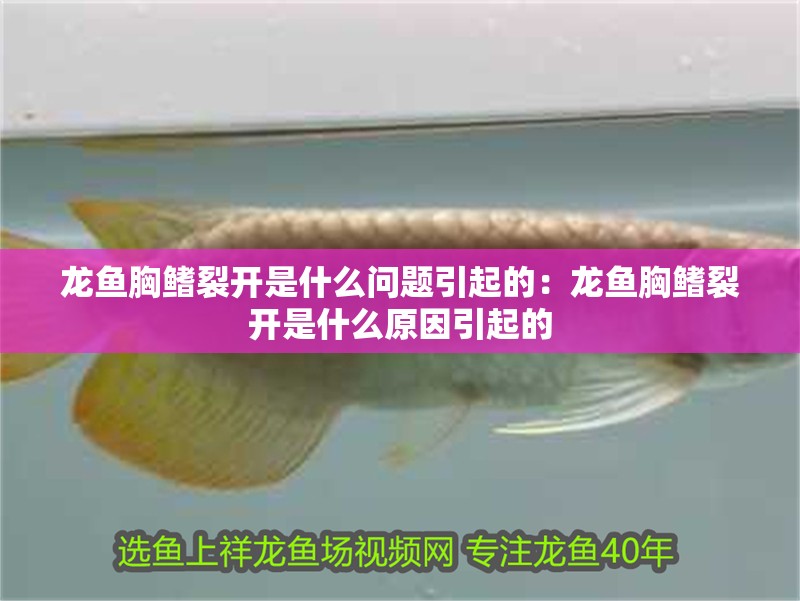 龍魚胸鰭裂開是什么問題引起的：龍魚胸鰭裂開是什么原因引起的 龍魚胸鰭裂開是什么問題引起的：龍魚胸鰭裂開是什么原因引起的 龍魚百科