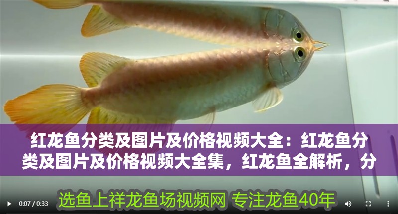 紅龍魚分類及圖片及價格視頻大全：紅龍魚分類及圖片及價格視頻大全集，紅龍魚全解析，分類、圖片、價格與視頻大 紅龍魚分類及圖片及價格視頻大全：紅龍魚分類及圖片及價格視頻大全集，紅龍魚全解析，分類、圖片、價格與視頻大 水族問答