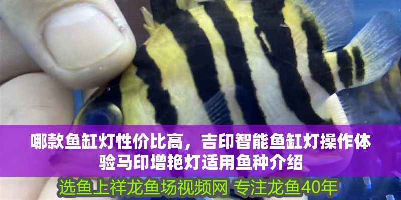哪款魚缸燈性價比高，吉印智能魚缸燈操作體驗馬印增艷燈適用魚種介紹 哪款魚缸燈性價比高，吉印智能魚缸燈操作體驗馬印增艷燈適用魚種介紹 魚缸百科