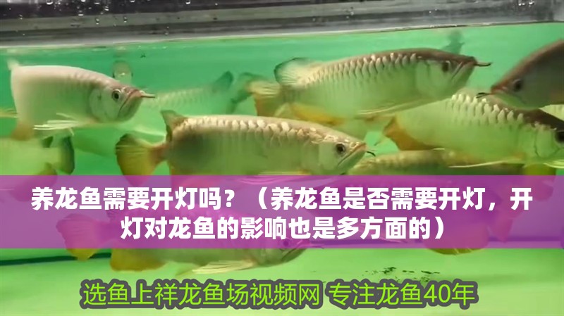 養龍魚需要開燈嗎？（養龍魚是否需要開燈，開燈對龍魚的影響也是多方面的）