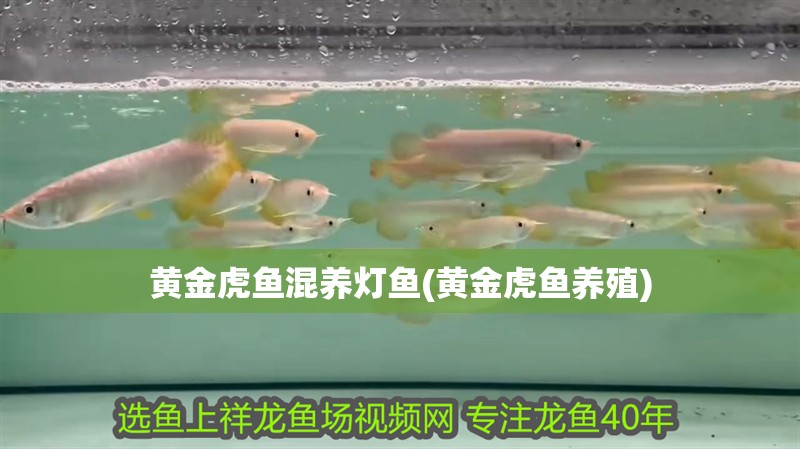 黃金虎魚混養(yǎng)燈魚(黃金虎魚養(yǎng)殖)