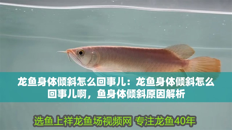 龍魚身體傾斜怎么回事兒:龍魚身體傾斜怎么回事兒啊,魚身體傾斜原因解析 水族問答 龍魚身體傾斜怎么回事兒:龍魚身體傾斜怎么回事兒啊,魚身體傾斜原因解析 龍魚身體傾斜怎么回事兒:龍魚身體傾斜怎么回事兒啊,魚身體傾斜原因解析 水族問答