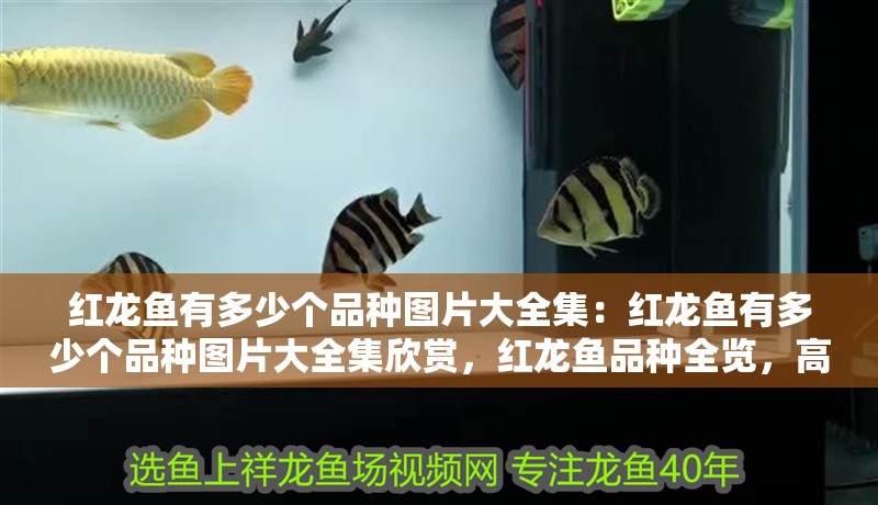 紅龍魚有多少個品種圖片大全集：紅龍魚有多少個品種圖片大全集欣賞，紅龍魚品種全覽，高清圖片 紅龍魚有多少個品種圖片大全集：紅龍魚有多少個品種圖片大全集欣賞，紅龍魚品種全覽，高清圖片 水族問答