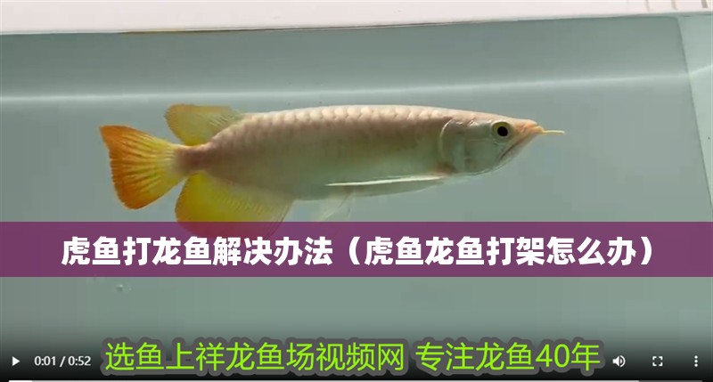 虎魚打龍魚解決辦法（虎魚龍魚打架怎么辦） 虎魚打龍魚解決辦法（虎魚龍魚打架怎么辦） 虎魚百科