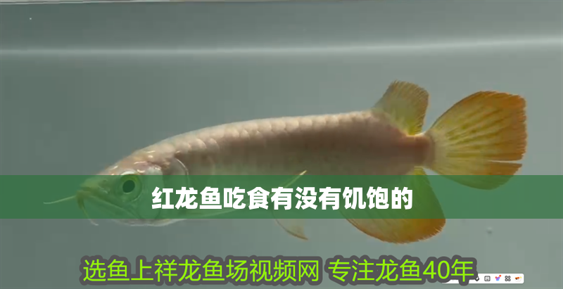 紅龍魚吃食有沒有饑飽的